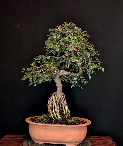 Bonsai chinesische ulme ulmus - bonsai,