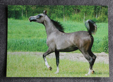 Postkarte Eklemira,Araber Pferd,Arabische Pferde,Horse,Tiere,AK,Ansichtskarte