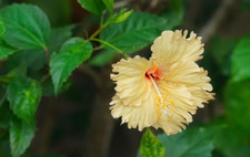 Sale682 Hibiskus Rosa-Sinensis Bicolow Yellow Hula Mädchen 10 Samen