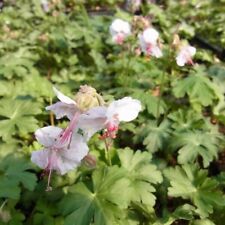 Storchschnabel weiß/rosa, 5 Ableger, Bienenpflanze, Bodendecker