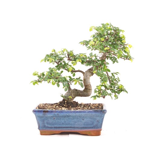 Bonsai chinesische ulme - bonsai,