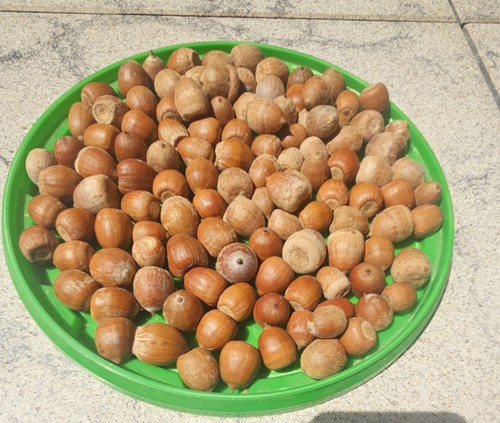 100 eicheln roteiche - 100,