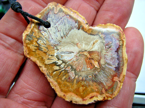 Versteinertes holz - versteinertes,