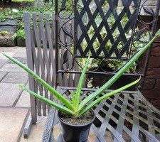 Echte Aloe Vera Pflanze , Heil Aloe Vera  im 9err Topf