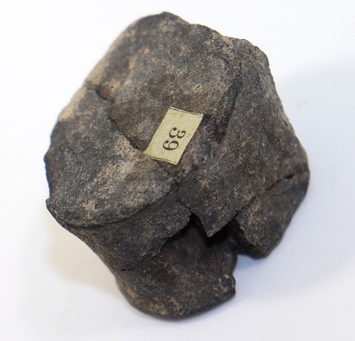 Zahn nothosaurus trias - nothosaurus,