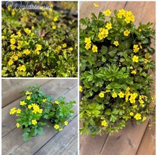 20 Stk. Waldsteinia ternata, Golderdbeere, Staude, im Topf  9 cm