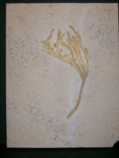 Brachyphyllum spec. Malm zeta