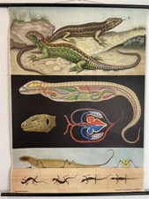 Alte Schulkarte Zauneidechse Rollkarte Wandkarte Lehrkarte Schulwandkarte #6248