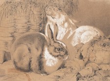 Zwei Kaninchen, Bleistift Romantik Tiere 1800-1849 Zeichnung Unbekannt (19.Jhd)