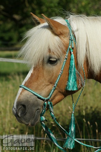 Haflinger englisch zaum - ,