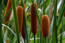 SAMEN Uferpflanze  Rohrkolben  typha latifolia  wunderschön auch getrocknete sc