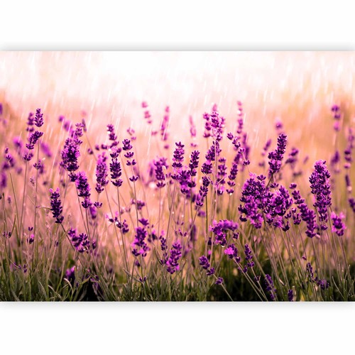 Lavendel natur regen - lavendel,