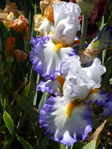 Schwertlilie iris - schwertlilie,,