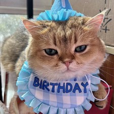 Hund katze geburtstag - hund, schal