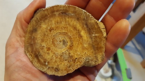 Lias schöner dactylioceras - lias,