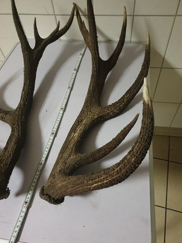 Frisches paar abwurfstangen - paar,
