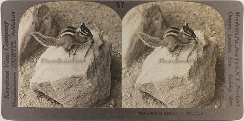 Eichhörnchen tier c1900 - eichhörnchen,