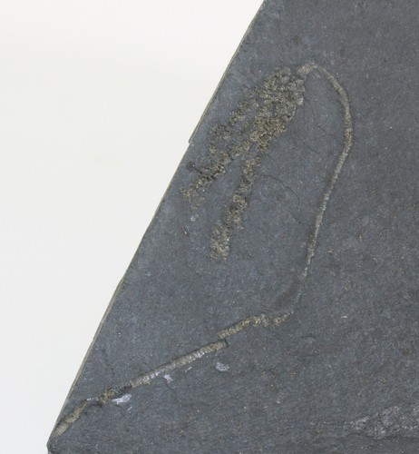 Crinoide lophocrinus sp - lophocrinus,