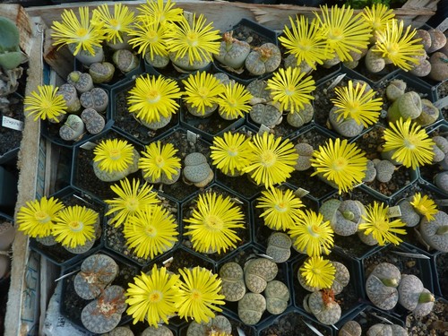Lithops lebende steine samen - steine",
