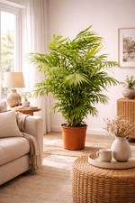 Xxl bergpalme 100 cm - xxl, 90-100