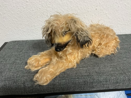 Steiff hund - 🍀🍀🍀steiff,