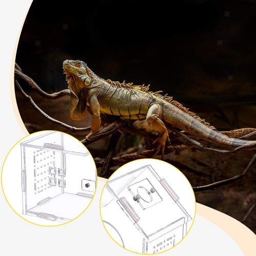 Futterbox für reptilien - futterbox,