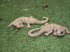 Geckos Deko Figur Reptilien