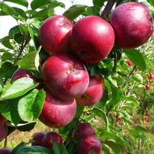 Apfelbaum Oberländer