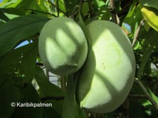 Asimina triloba 'Tropical Treat™' Indianerbanane - PawPaw 40-60cm - Papow