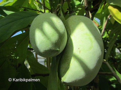 Asimina triloba tropical - asimina, 'tropical