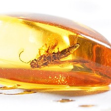 Baltischer Natur Bernstein