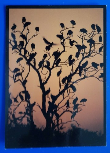 Postkarte die vögel - ak,
