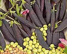 violette Kapuziner Erbse