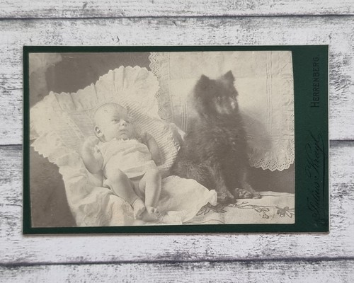 Baby kind hund - cdv, krayl