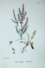 Original alter antiker Druck