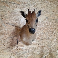 Red Duiker Präparat aus Südafrika  - Trophäe - Taxidermy - Jagd