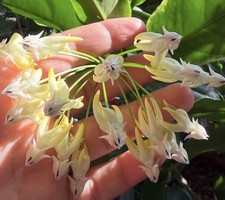 Hoya multiflora variegata - hoya,