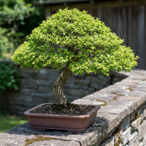 547t bonsai chinesische - bs,