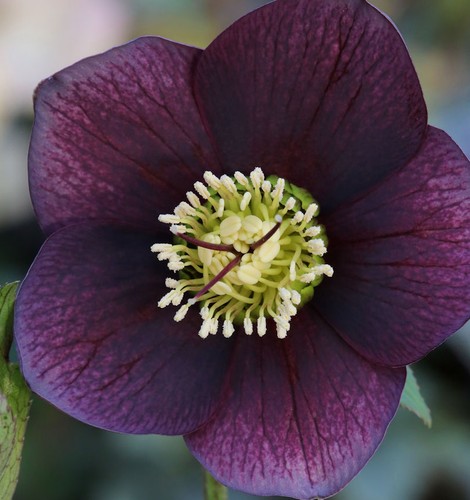 Christrose lenzrose blue lady - lenzrose,