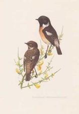 Schwarzkehlchen Saxicola