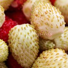 Gelbe Walderdbeere Yellow Wonder 100+ Samen | Winterhart & aromatisch | Fragaria