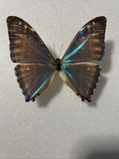 Entomologie*morpho