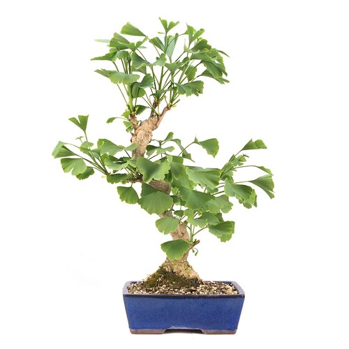 Bonsai ginkgo biloba - bonsai, biloba'
