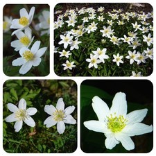 Buschwindröschen Anemone