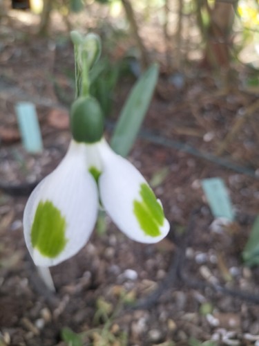Galanthus pieces eight - galanthus, of