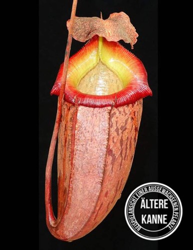 Nepenthes talangensis - , x