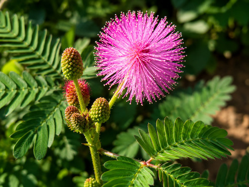 Sale508 mimosa pudica - sale508, lebende
