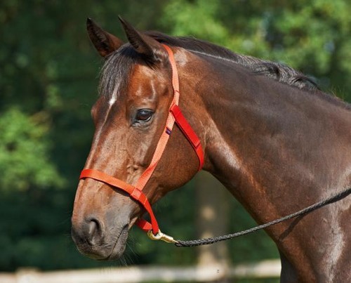 Weidehalfter halfter weide - weidehalfter,,