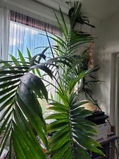 Palme/Veitchia
