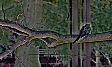 POSTER XXL POP ART VOGEL